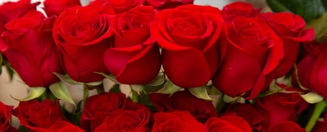Garden Roses, Long Stem Roses, Spray Roses