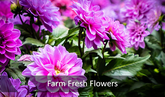 Farm Fresh Flowers