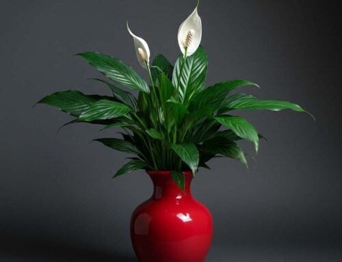 Mother’s Day Plants Recognize the Love, Care, and Sacrifices Mom has Made