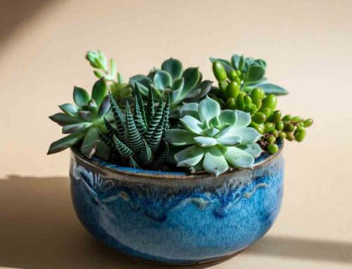 Father’s Day Plants are Perfect for Celebrating Fatherhood