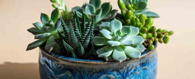 Succulent Garden Dish for Father's Day