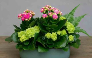 Fall Gift Garden Dish w/Flowering and Green Plants