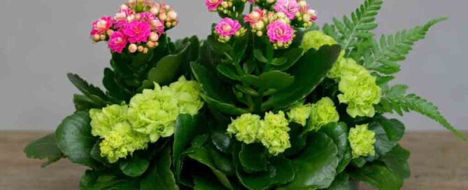 Fall Gift Garden Dish w/Flowering and Green Plants